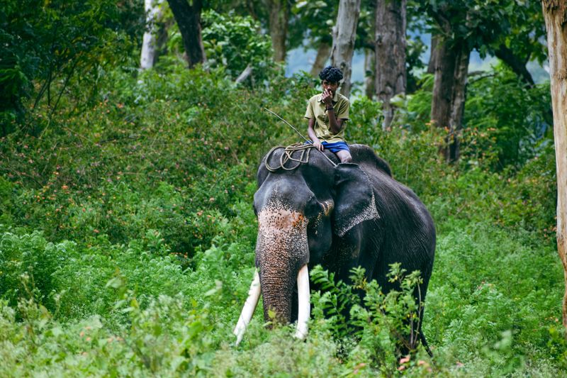 Chitwan Safari - Jungle